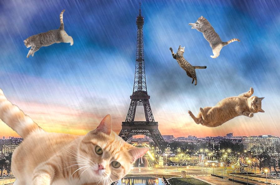 Raining Cats