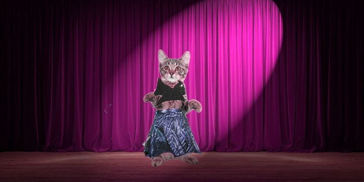 Cat On Stage